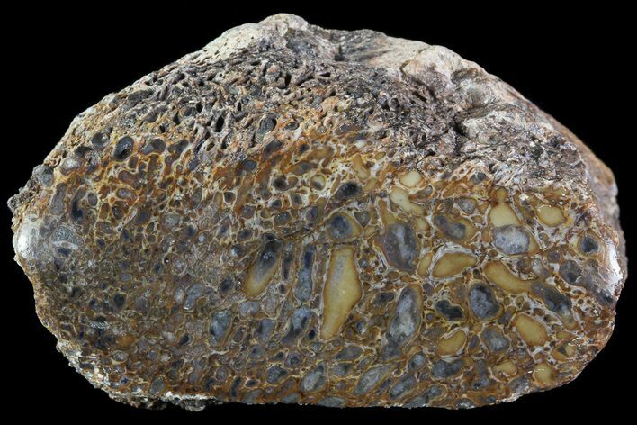 Polished Dinosaur Bone (Gembone) Section - Colorado #72972